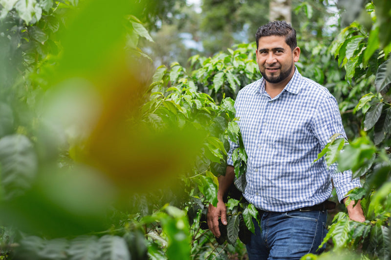 HONDURAS FT-FLO/USA ORGANIC PEDRO TURCIOS ANAEROBIC NATURAL COLOMBIA AMARILLO - 34267 - GrainPro Bags - SPOT RCWHSE