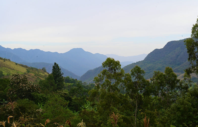 PERU ORGANIC CAJAMARCA ALTO PIRIAS NATURAL - 35525 - GrainPro Bags - SPOT RCWHSE