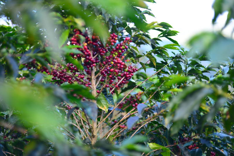 Peru Cajamarca Colasay Luz Emerita Herrera Villanueva - 30400 - GrainPro Bags - SPOT SEAFORTH