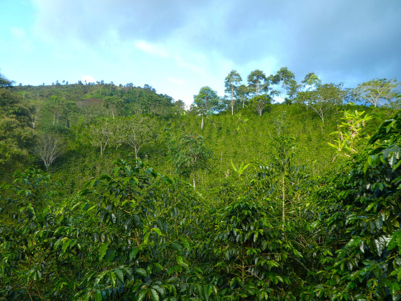 Peru Cajamarca Colasay Luz Emerita Herrera Villanueva - 30400 - GrainPro Bags - SPOT SEAFORTH