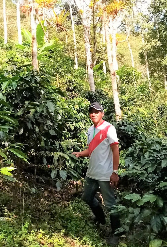 PERU ORGANIC CAJAMARCA GRADE 1 - 38676 - SPOT RCWHSE