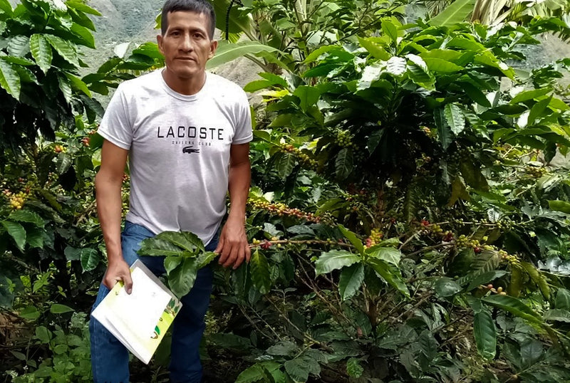 PERU ORGANIC CAJAMARCA GRADE 1 - 38042 - SPOT RCWHSE