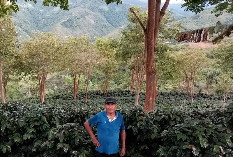 PERU ORGANIC CAJAMARCA GRADE 1 - 38676 - SPOT RCWHSE