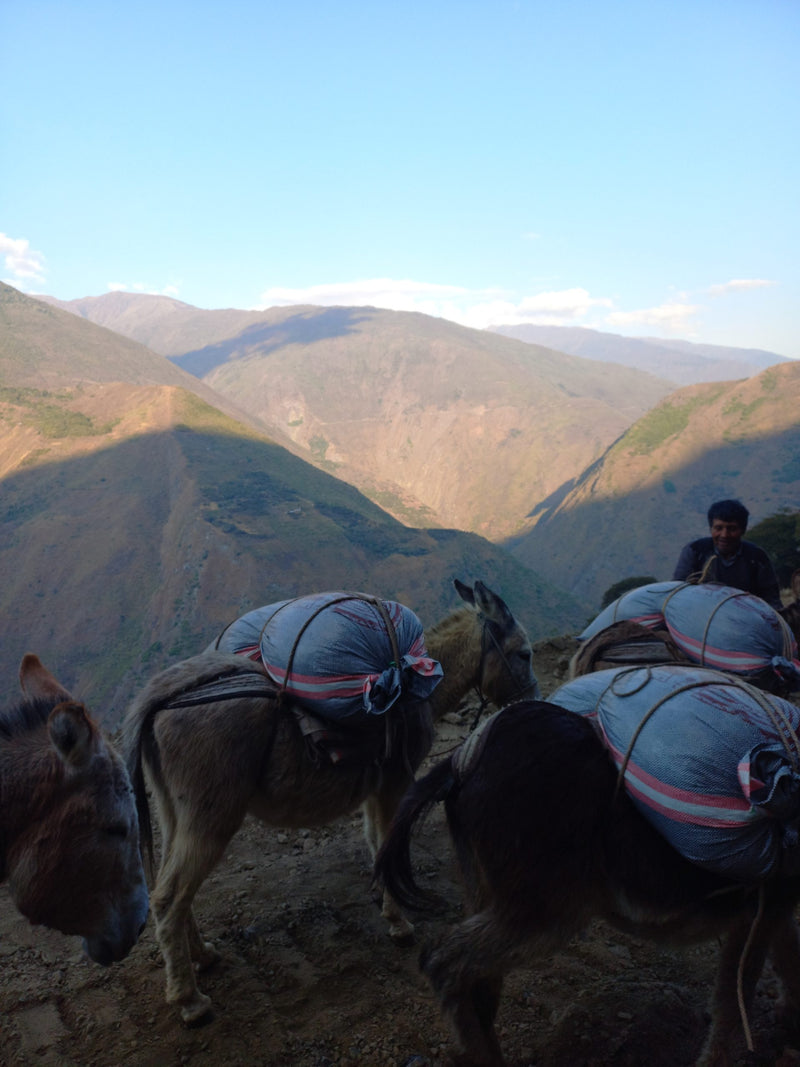 Peru Cusco Cafe Origenes Juihuay Community - 32757 - GrainPro Bags - SPOT RCWHSE