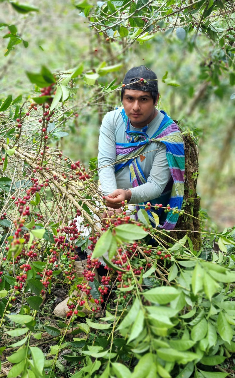 Peru Cusco SHB EP - 32938 - GrainPro Bags - SPOT RCWHSE
