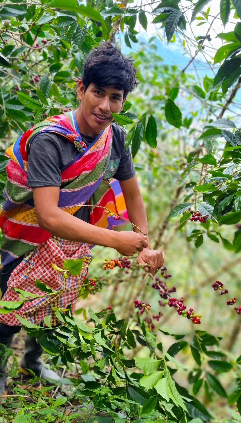 Peru Cusco SHB EP - 32938 - GrainPro Bags - SPOT RCWHSE