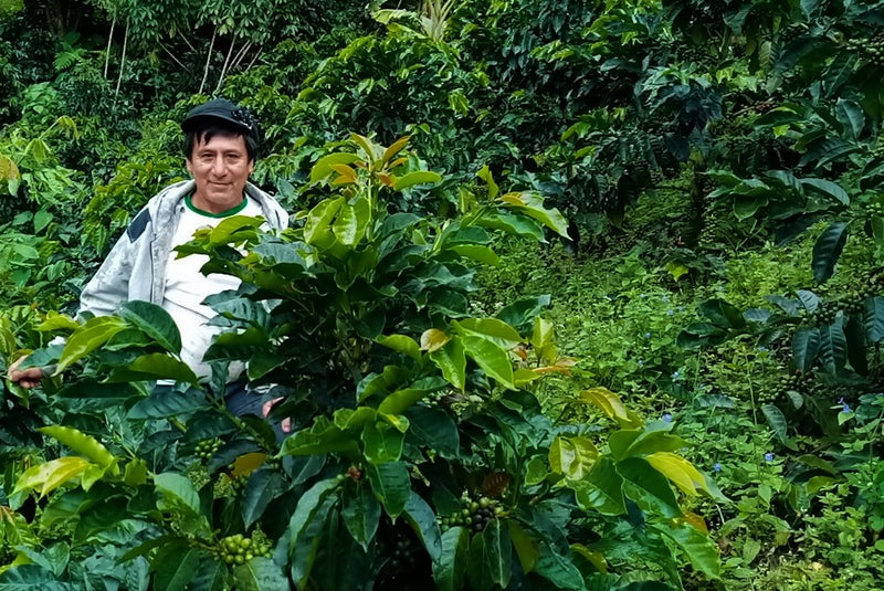 PERU ORGANIC CAJAMARCA EL CHAUPE SHB EP - 29520 - SPOT RCWHSE