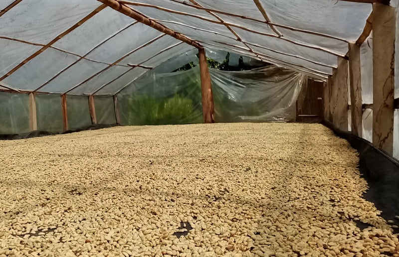 PERU ORGANIC CAJAMARCA EL CHAUPE SHB EP - 29520 - SPOT RCWHSE