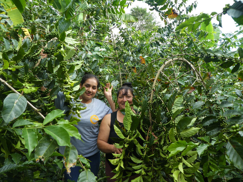 Peru Farmgate Cajamarca Esther Fernandez - 29849 - GrainPro Bags - SPOT RCWHSE