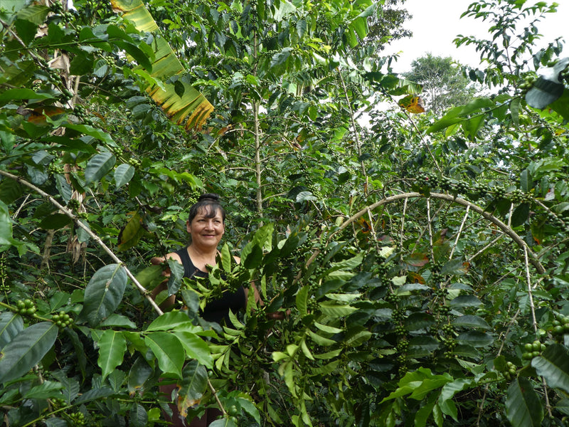 Peru Farmgate Cajamarca Esther Fernandez - 29849 - GrainPro Bags - SPOT RCWHSE