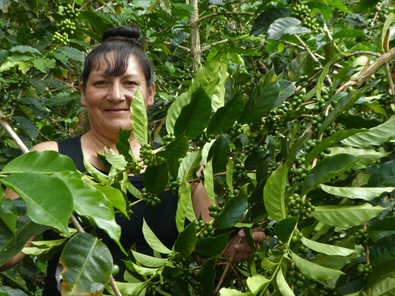 Peru Farmgate Cajamarca Esther Fernandez - 29849 - GrainPro Bags - SPOT RCWHSE