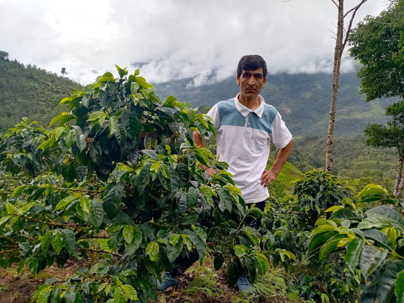 Peru Farmgate Cajamarca Huabal Heiner Gonzales Delgado Caturra - 31081 - 30.0 kg Box/Vacuum Pack - SPOT SEAFORTH
