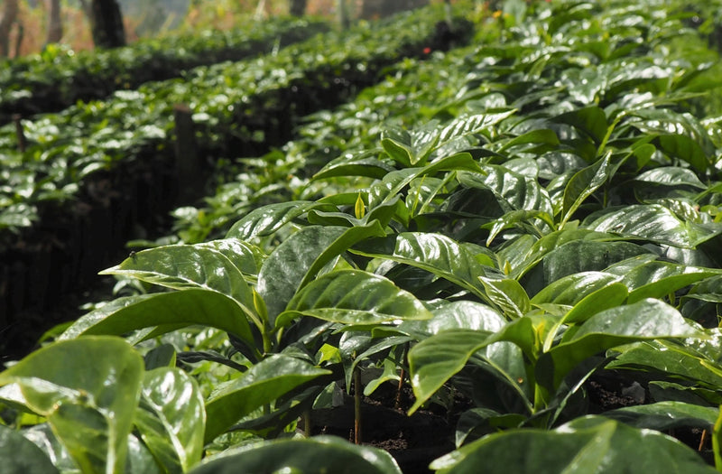 Peru Farmgate Mario Huaman Herrera Typica - 29803 - GrainPro Bags - SPOT RCWHSE