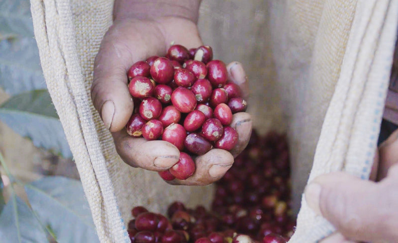 Peru Farmgate Juihuay/Umapata Blend - 29805 - GrainPro Bags - SPOT RCWHSE