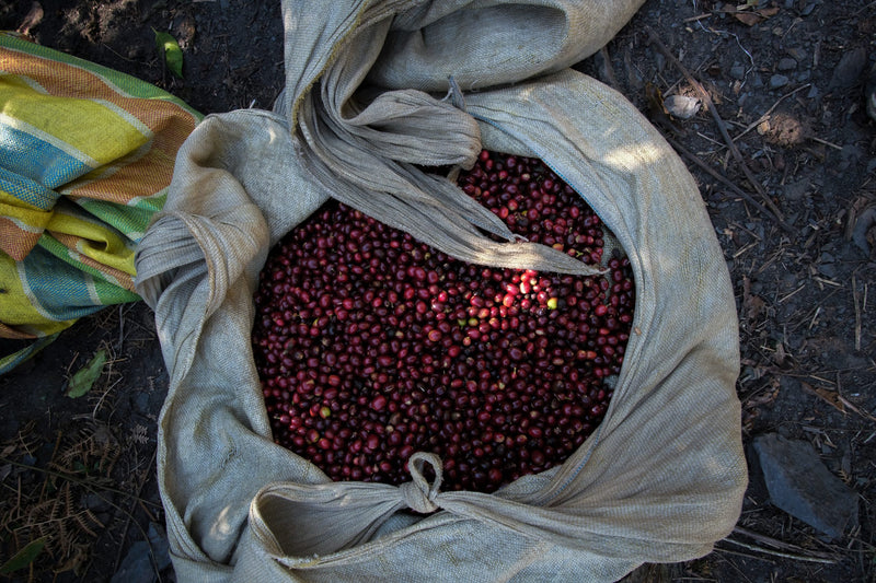 Peru Farmgate Mendosayoc Blend - 29804 - GrainPro Bags - SPOT RCWHSE