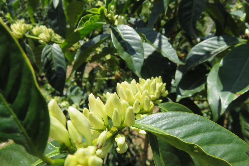 PERU ORGANIC CALLAYUC NORBIL PEREZ - *52070* - 27157 - GrainPro Bags - SPOT RCWHSE
