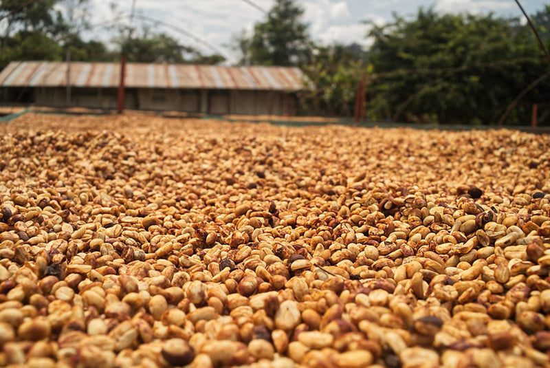 Peru Satipo Finca Tasta Honey Catuai - 35646 - GrainPro Bags - SPOT RCWHSE