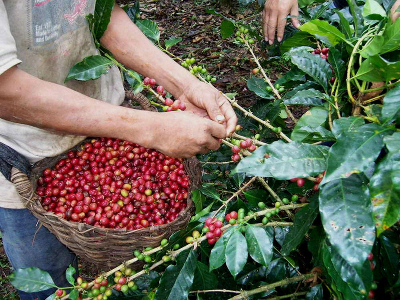 PERU FT-FLO/USA ORGANIC SMBC LA FLORIDA - *50234* - 23825-2 - SPOT RCWHSE