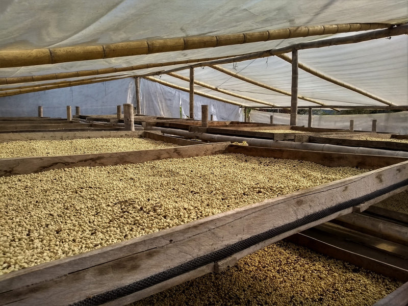 Colombia Cauca Piendamo A - *51426* - 24958 - GrainPro Bags - SPOT RCWHSE