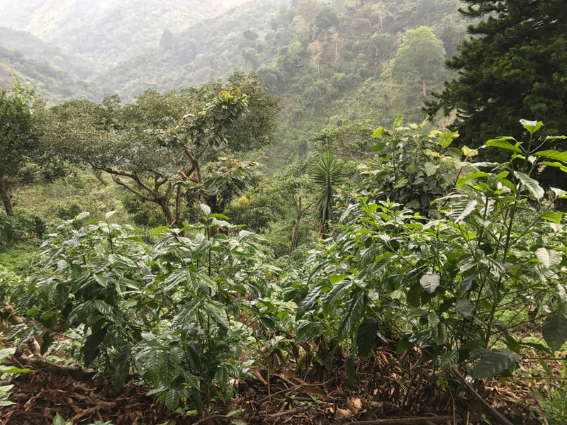 El Salvador Espana Estate Natural Anaerobic - *50604* - 25877 - GrainPro Bags - SPOT DUPUYHOU