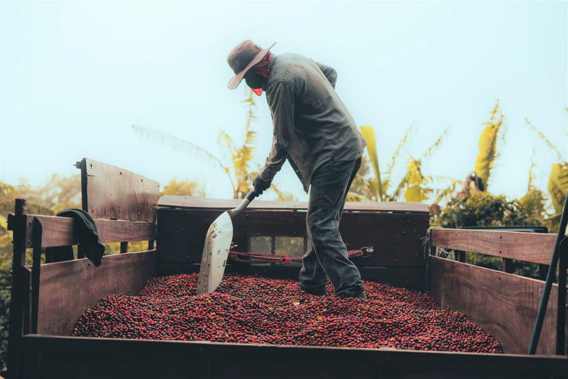 Costa Rica Providencia Natural Caturra Catuai AAA - 33038 - GrainPro Bags - SPOT RCWHSE