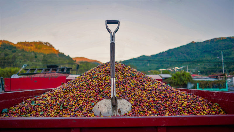 Costa Rica Providencia Natural Caturra Catuai AAA - *52130* - 27297 - GrainPro Bags - SPOT RCWHSE