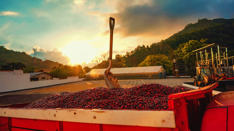 Costa Rica Providencia Natural Caturra Catuai AAA - 33038 - GrainPro Bags - SPOT RCWHSE