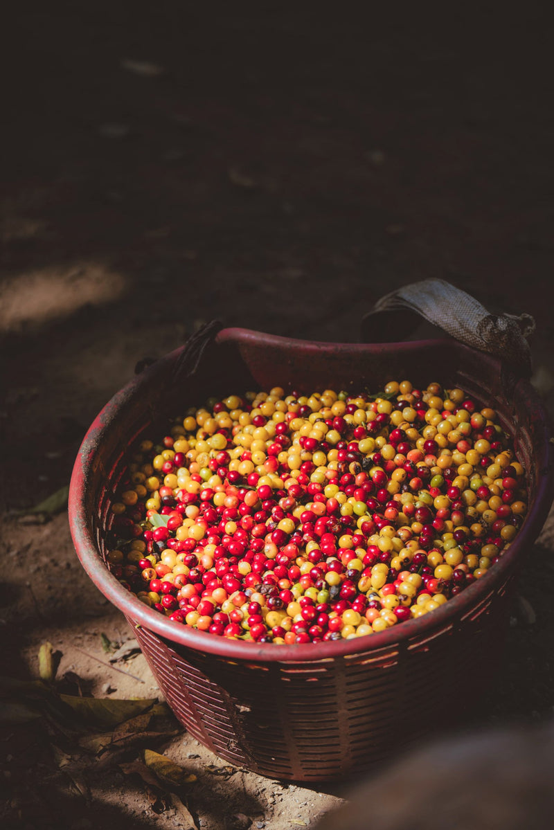 Costa Rica Providencia Natural Caturra Catuai AAA - 33038 - GrainPro Bags - SPOT RCWHSE