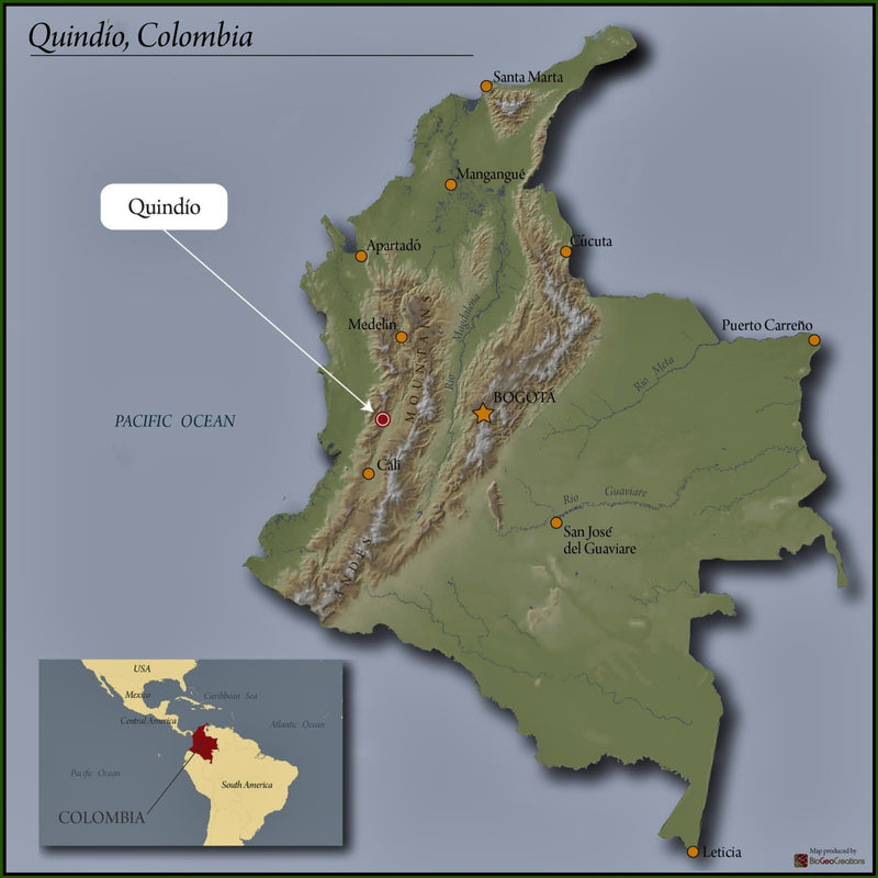 Colombia Quindio Black Ginger Ale Gesha - 32423 - 69.8 kg GrainPro Bags - SPOT RCWHSE