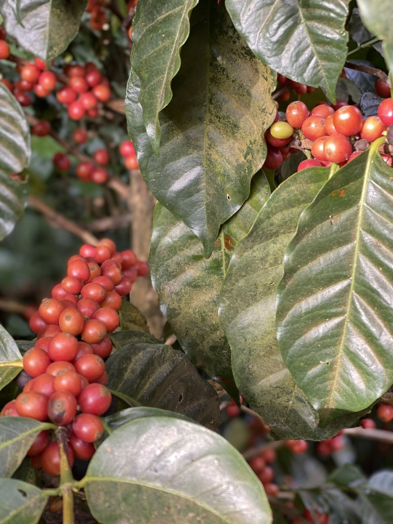 El Salvador El Gobiado Rainbow Bourbon Anaerobic Natural - 29526 - 20.0 kg Box/Vacuum Pack - SPOT RCWHSE