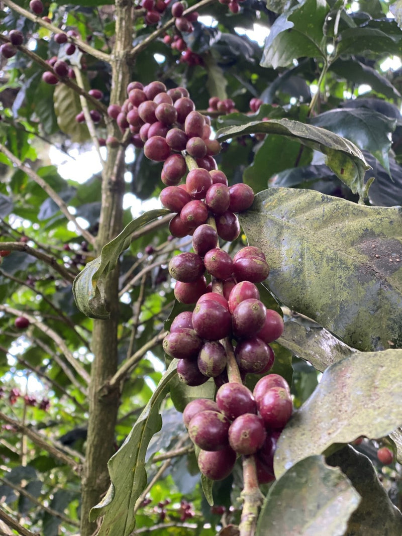El Salvador El Gobiado Rainbow Bourbon Anaerobic Natural - 40464 - GrainPro Bags - SPOT RCWHSE