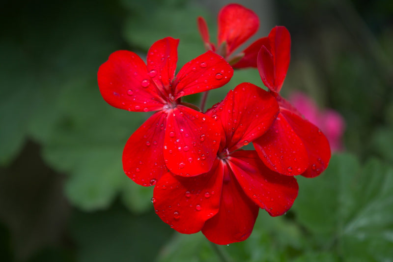 Red Sea Blend - 40702 - SPOT RCWHSE