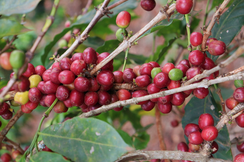 Kenya Kiambu Regional Blend AA FAQ - *49019* - 25105 - GrainPro Bags - SPOT RCWHSE