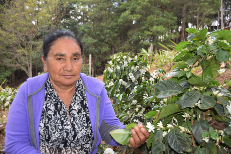 ROYAL GEM HONDURAS FT-FLO ORGANIC COMSA MANOS DE MUJER SHG EP - 32941-1 - SPOT RCWHSE