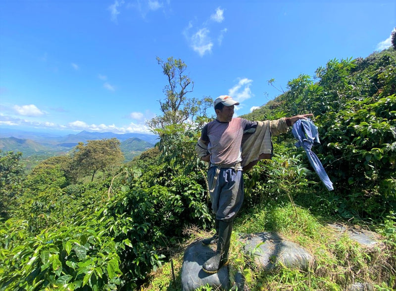 Colombia Narino Tropico Sur - 29720 - 69.9 kg GrainPro Bags - SPOT RCWHSE