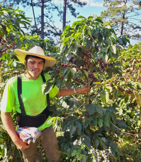 Honduras Lempira Finca Gualion Natural - 38136 - GrainPro Bags - SPOT RCWHSE