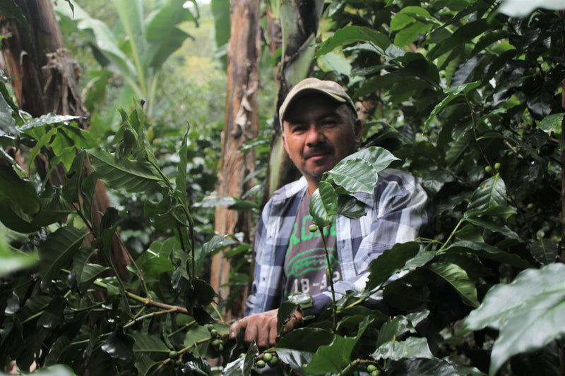 Honduras Marcala Proyecto Cabañas Natural - 32114 - GrainPro Bags - SPOT RCWHSE