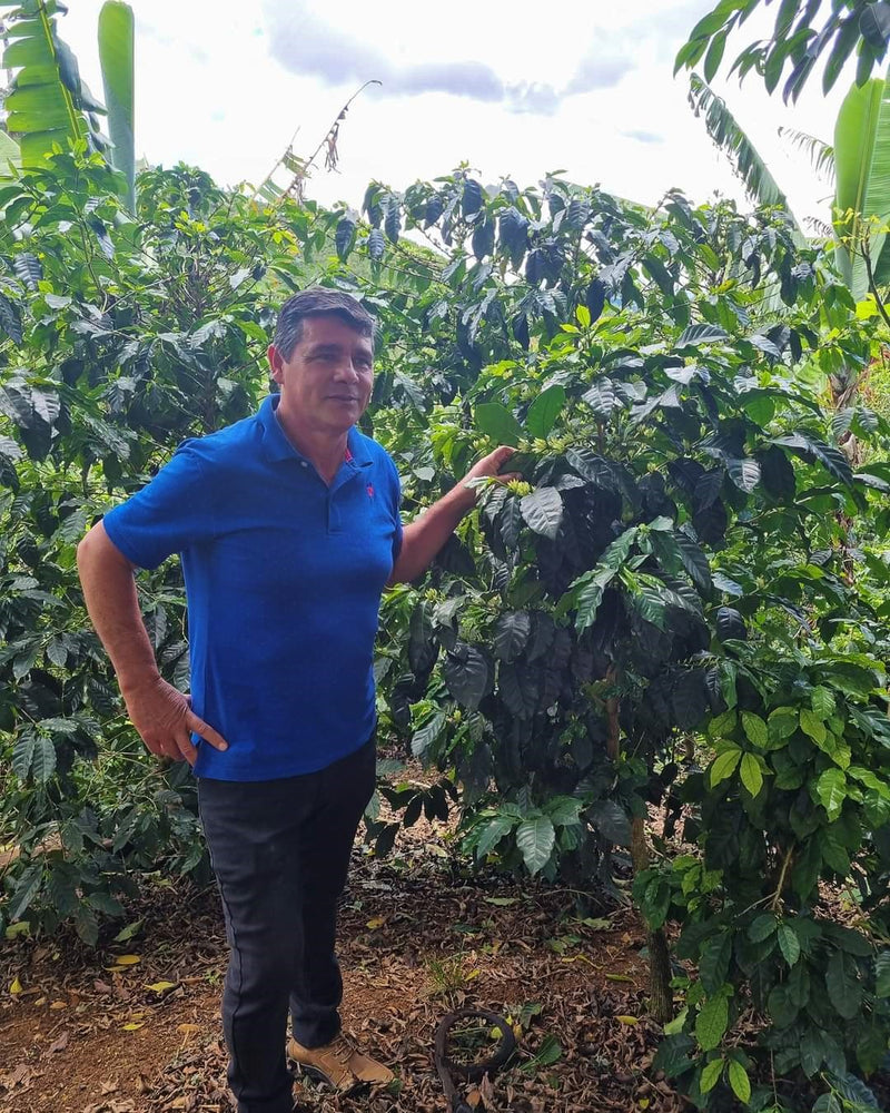 Costa Rica Tarrazu Leon Cortes Finca Puente Tarrazu Rodolfo Rivera Caturra Catuai - 31652 - GrainPro Bags - SPOT SEAFORTH