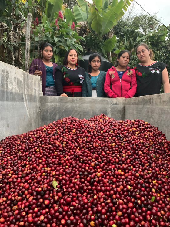 Mexico Chiapas Mayan Harvest Rosalba Cifuentes Family - 30711 - GrainPro Bags - SPOT RCWHSE