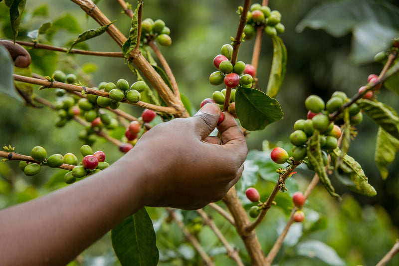 Rwanda Burera Natural - Lot 1 - 38182 - GrainPro Bags - SPOT RCWHSE