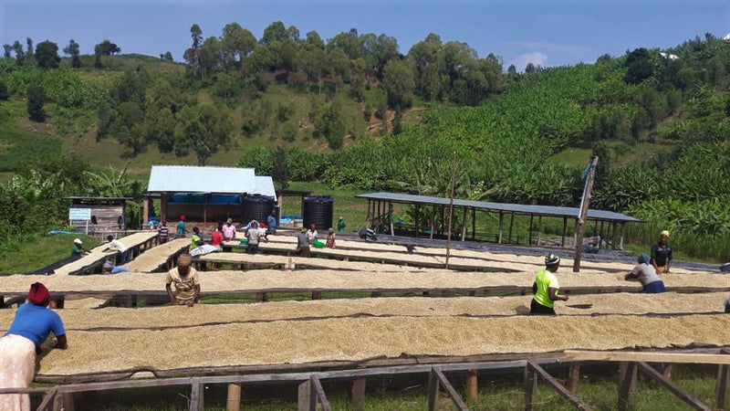 Rwanda FT-FLO/USA Coocamu Farmer - Group 4 Lot 5 - 29212 - SPOT COSEATAC