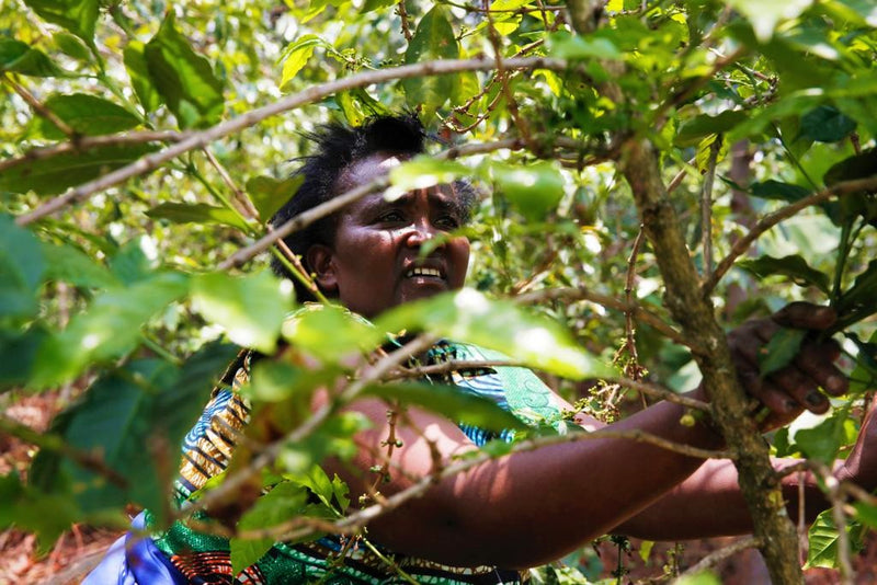 Rwanda FT-FLO/USA Coocamu Farmer - Group 4 Lot 5 - 29212 - SPOT COSEATAC