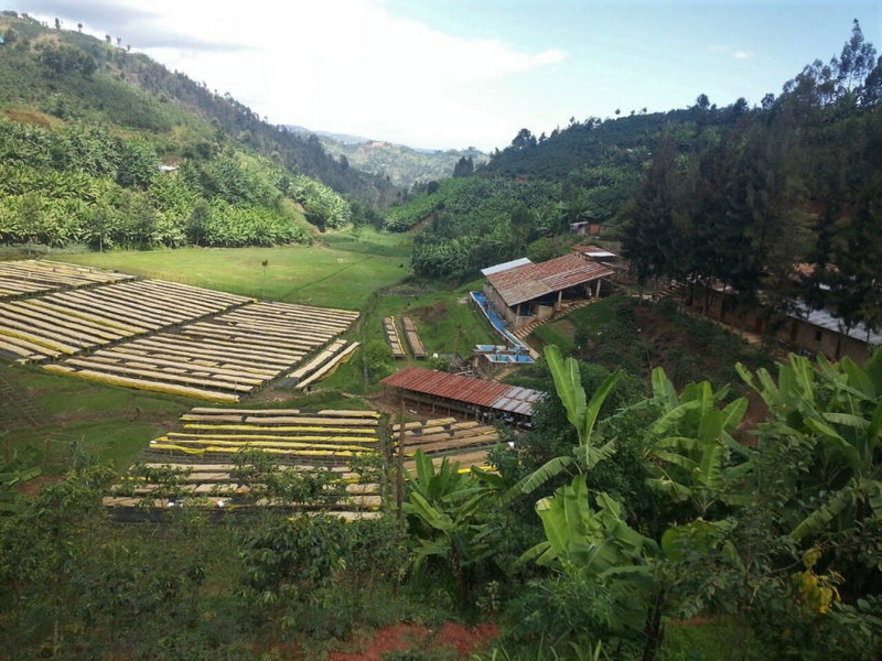 Rwanda Washed Kamina - Lot 257 *51576* - 25201 - GrainPro Bags - SPOT RCWHSE