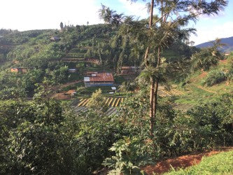 Rwanda Washed Kamina - Lot 257 *51576* - 25201 - GrainPro Bags - SPOT RCWHSE