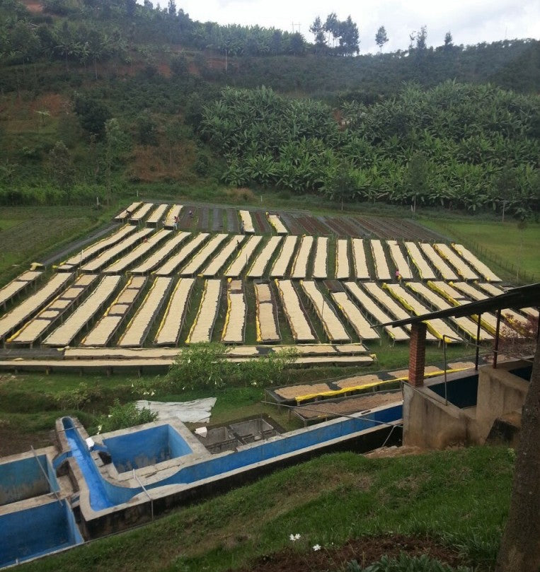 Rwanda Washed Kamina - Lot 257 *51576* - 25201 - GrainPro Bags - SPOT RCWHSE