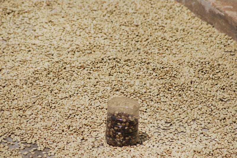 Rwanda Washed Kamina - Lot 228 *51575* - 25200 - GrainPro Bags - SPOT RCWHSE