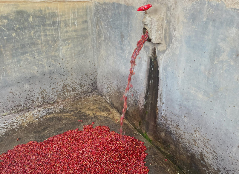 Rwanda Jarama Kivubelt Cyiya - LOT 4 - 29253-1 - SPOT RCWHSE