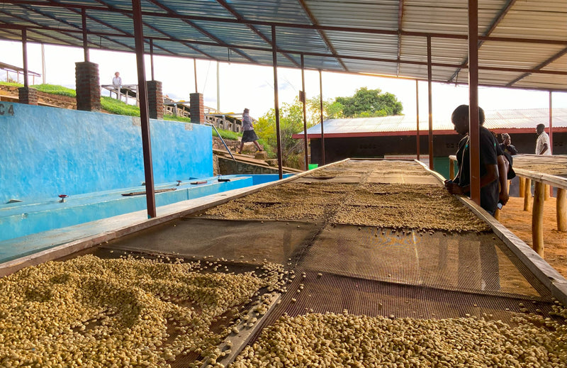 Rwanda Jarama Kivubelt People's Farm - 31719 - GrainPro Bags - SPOT RCWHSE