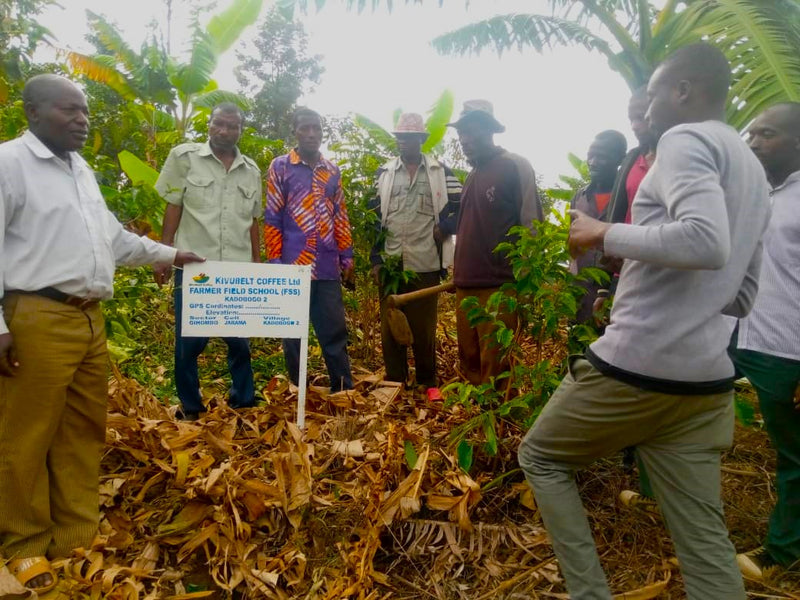 Rwanda Jarama Kivubelt Kadobogo People's Farm - Lot 79 - 34737 - GrainPro Bags - SPOT RCWHSE