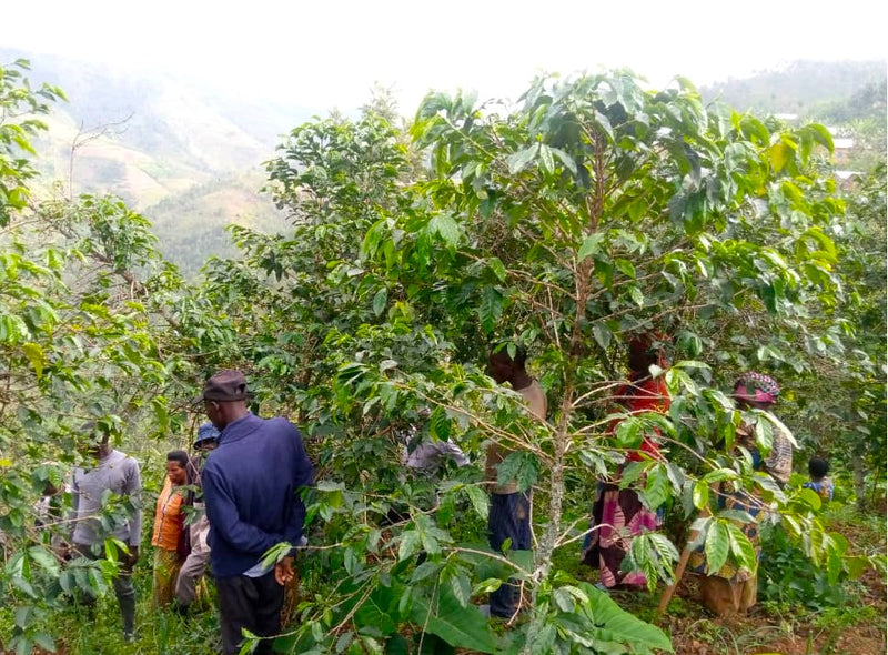 Rwanda Jarama Kivubelt Kadobogo People's Farm - Lot 79 - 34737-1 - GrainPro Bags - SPOT COSEATAC